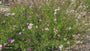 Schöne Bio-Kerze – Gaura lindheimeri. „Wirbelnde Schmetterlinge“