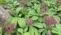 Konteradmiral - Rodgersia Aesculifolia