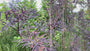 Schwarzer Holunder - Sambucus nigra 'Black Lace'