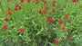 Bio-Sonnenkraut – Helenium „Moerheim Beauty“ TIPP