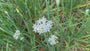 Chinesischer Schnittlauch - Allium tuberosum
