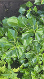 Strauch-Efeu - Hedera helix 'Arborescens'