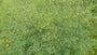 Chinesischer Diamant - Thalictrum delavayi