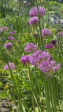 Beetpaket Trocken – Kompletter Präriegarten – Ziergras und Stauden – Lila, Rosa, Weiß und Gelb – Halbschatten und Sonne