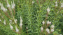 Schwarzer Ehrenpreis - Veronicastrum virginicum 'Album'