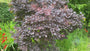 Roter Perückenbaum - Cotinus coggygria 'Royal Purple'