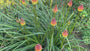 Bio-Feuerpfeil – Kniphofia uvaria