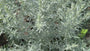 Westlicher Beifuß - Artemisia ludoviciana 'Silver Queen'