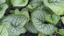 Kaukasisches Vergissmeinnicht - Brunnera Macrophylla 'Sea Heart'