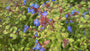 Bleiwurz - Ceratostigma plumbaginoides