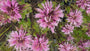 Bio-Bergamottepflanze - Monarda 'Beauty of Cobham'