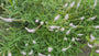 Schwarzer Ehrenpreis - Veronicastrum virginicum 'Album'