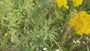 Schafgarbe (hohe Art) – Achillea filipendulina „Cloth of Gold“