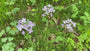 Pfingstblume - Cardamine pratensis