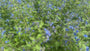 Mehrjährige Ochsenzunge 'Pentaglottis sempervirens'