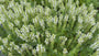 Salbei (Weiß) - Salvia Nemorosa 'Schneehugel'