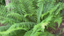 Männlicher Farn - Dryopteris filix-mas (Wintergrüner Farn)