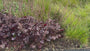 Purple Bell - Heuchera micrantha 'Palace Purple' TIPP