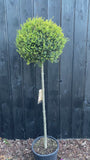 Immergrüner Liguster am Stamm - Ligustrum Jonandrum / Delavayanum halber Stamm