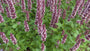 Duftnessel (Lila, Niedrige Sorte) - Agastache 'Beelicious Purple'