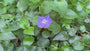Großes Immergrün - Vinca major bio