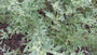 Wermut-Absinth – Artemisia absinthium