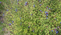 Bio-Bleikraut – Ceratostigma plumbaginoides