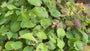 Feenblume (Creme/Gelb) - Epimedium x versicolor 'Sulphureum'