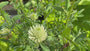 Klee - Trifolium ochroleucon