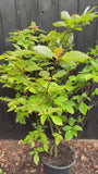 Riesen-Hartriegel - Cornus Controversa