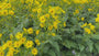 Sonnenblume - Silphium perfoliatum