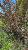Blasensüß - Physocarpus opulifolius 'Diabolo'
