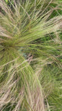 vedergras stipa gras pluimen