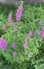 Blutweiderich - Lythrum salicaria