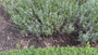 Bio Lavendel Blau - Lavandula Dwarf Blue