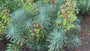 Wolfsmilch - Euphorbia characias