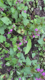 Gefleckte Taubnessel - Lamium maculatum 'Beacon Silver'