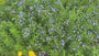 Blauer Stern - Amsonia tabernaemontana
