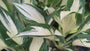 Herzlilie - Hosta 'Fire and Ice'