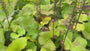 Greiskraut - Ligularia stenocephala 'The Rocket'