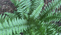 Schuppiger Wurmfarn - Dryopteris affinis 'Pinderi'