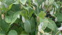 Wilde Judas-Medaille – Lunaria rediviva