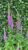 Gewöhnlicher Fingerhut - Digitalis purpurea