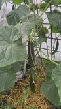 Gurke - Cucumis sativus