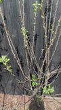 Mehrstämmiger Apfelbaum - Malus domestica 'Elstar' - 175-200 cm