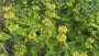 Bio-Brennkraut (Gelb) - Phlomis russeliana