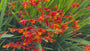 Montbretie - Crocosmia 'Carmine Brilliant'