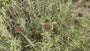 Weidenröschen - Phlomis fruticosa