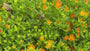 Mittagsblume (Orange) - Delosperma cooperi