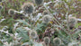 Kugeldistel - Echinops bannaticus 'Taplow Blue'